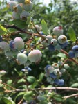 Pruning Demonstration Day