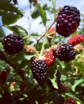 Bramble Pruning Workshop - Bowman's Orchard