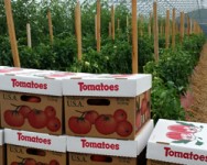 Season Extension - Stretching Tomato Season and Winter Greens