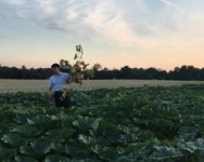 2017 Vegetable Pest and Cultural Management Field Meeting - Seneca County