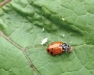 CANCELLED: Integrated Pest Management in High Tunnels