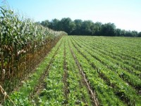 Cover Crop and Soil Health Field Day