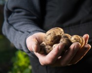 Potato Advisory Meeting