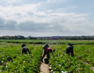 Are you managing your risks as a farm employer? The compliance and safety workshop