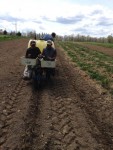 Navigating the Ag Labor Maze