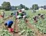 Greater WNY Vegetable Farming Collaborative Teach-In