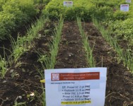 2018 Annual Elba Muck Onion Twilight Meeting Featuring Herbicide Trial Tours