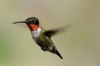 Berry Field Meeting: Using Hummingbirds to Help Control SWD