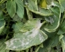 3rd Annual Vegetable Pest Management Field Day