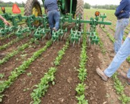Greater WNY Veg Farming Collaborative Teach-In: In-Row Cultivation Demo