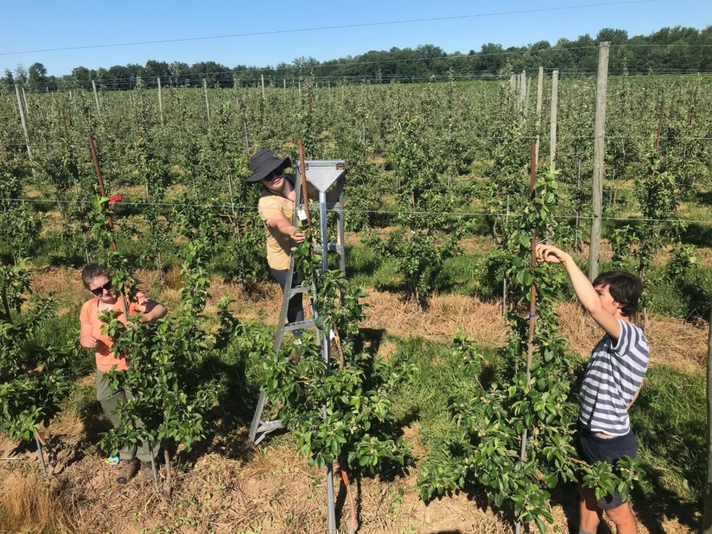 Students in hard cider orchard collecting data.