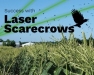 Success with Laser Scarecrows in 2022