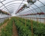 Tunnel Tomatoes and Ornamental Baskets