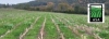 Interseeded Cover Crop and Soil Health Field Talk