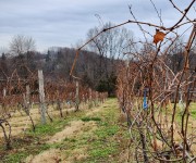 Grape Pruning Workshop at Ives Hollow 