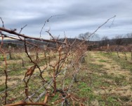 Grape Pruning Workshop at Stoutridge Distillery and Winery