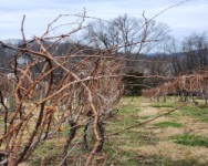 Grape Pruning Workshop at the Hudson Valley Research Lab