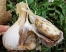 Fusarium Diseases of Garlic: Research Updates and Virtual Listening Session