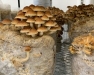 Indoor Mushroom Cultivation, Post-Harvest Handling, and Food Safety