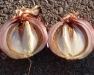 Oswego Muck Onion Growers Pre-Season Meeting: Bacterial Bulb Rot