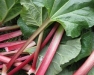 Growing Rhubarb Webinar