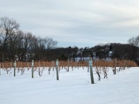 Eastern New York Grapevine Pruning Workshop
