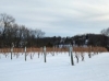 Eastern New York Grapevine Pruning Workshops - Kinderhook