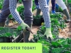 Pest Management for Small-Scale Growers