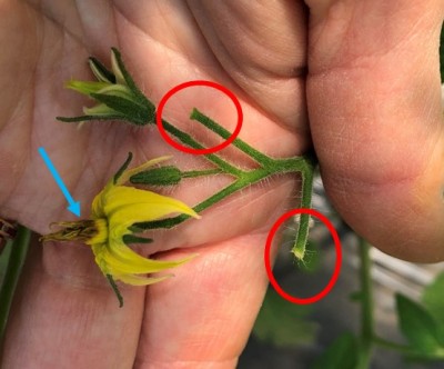 Tomato Blossom