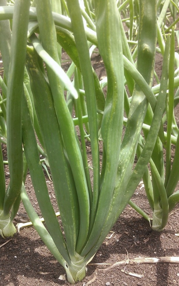 Side view of an onion plant. Pale green dashes from thrips feeding creates a streaked look to the leaves.