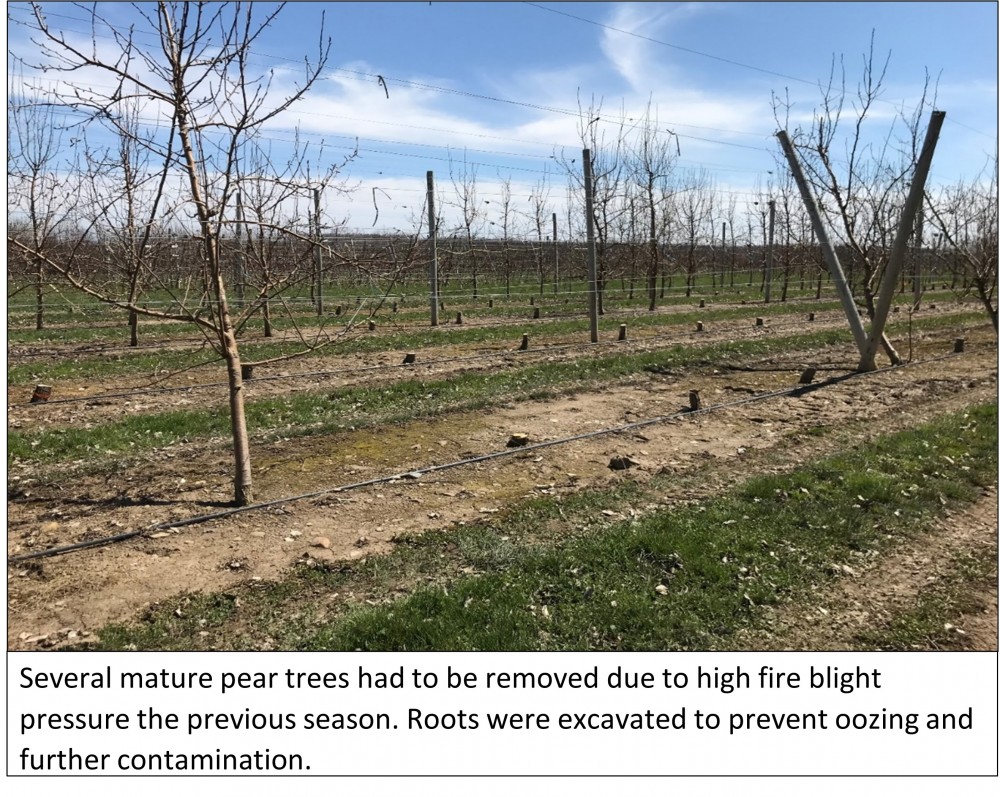 Several mature pear trees had to be removed due to high fire blight pressure the previous season. Roots were excavated to prevent oozing and further contamination.