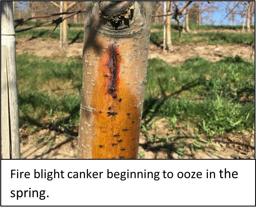 fire blight canker beginning to ooze in the spring.