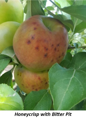 Honeycrisp - New York Apple Association