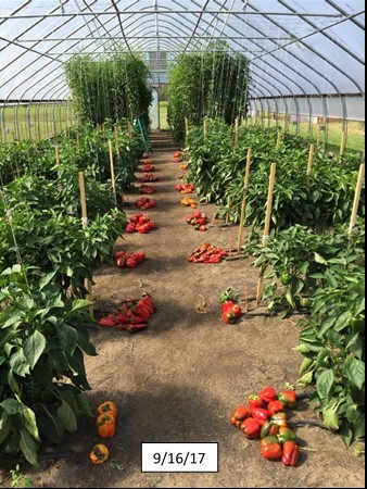 Pepper and cherry tomato trials