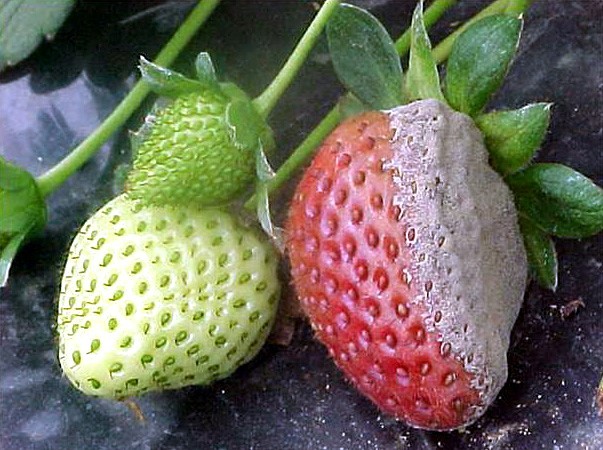 Strategies for Effective Management of Botrytis and Anthracnose Fruit Rot  in Strawberries