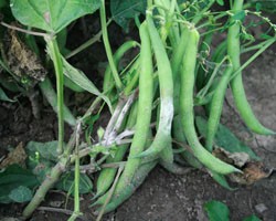 Phytophthora Blight on Beans