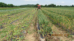 Garlic Post-Harvest Trial Year One Results