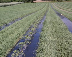 Spring Application of Winter Rye Grain for Weed Control in Summer Vegetables