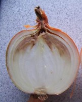 Role of Adjuvants in Bacterial Diseases of Onions