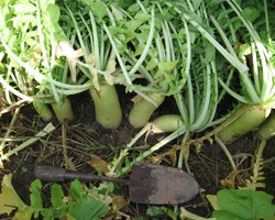 Making the Most of Cover Crop Mixtures