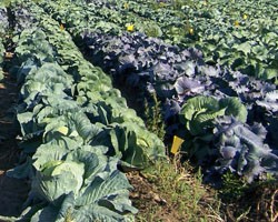 Onion Thrips Damage Among Cabbage Varieties