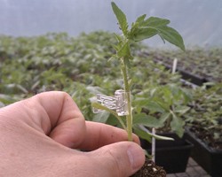 Grafting of Tomatoes for Soil-based Production in Greenhouses & High Tunnels