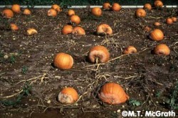 Phytophthora Webinar 3: Management practices to reduce P-Cap on the farm