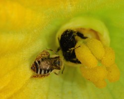 Decision-Making Guide for Bee Supplementation of Pumpkin Fields