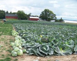 Evaluation of Cabbage for Onion Thrips Tolerance