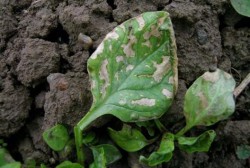Spinich Leafminer- Identification and Management