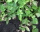 2014 Potato Fungicide Roster and Ratings with Emphasis on Late Blight Control