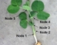 How to Count Nodes in Succulent Green Peas