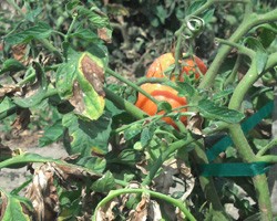 Copper Fungicides for Organic Disease Management in Vegetables
