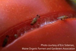 Spotted Wing Drosophila (SWD) in Tomatoes